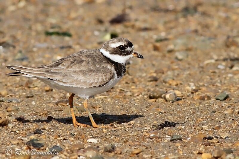 Common Ringed Plover, identification