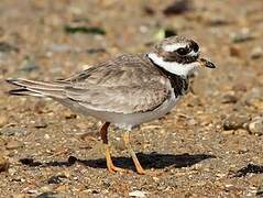 Common Ringed Plover