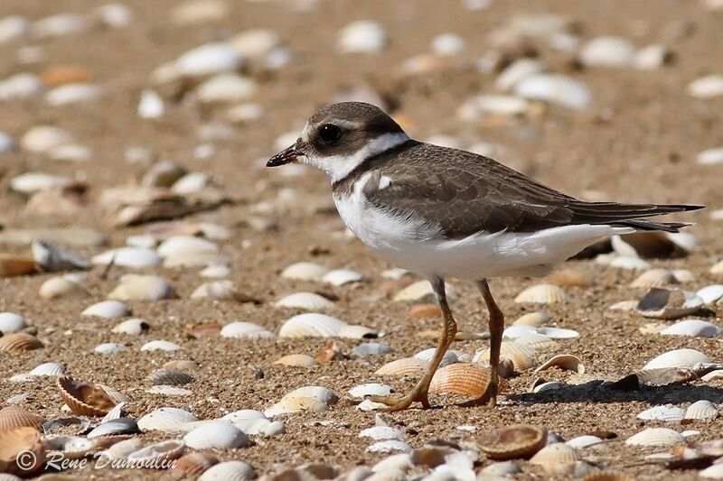 Common Ringed Ploverjuvenile, identification