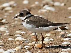 Common Ringed Plover