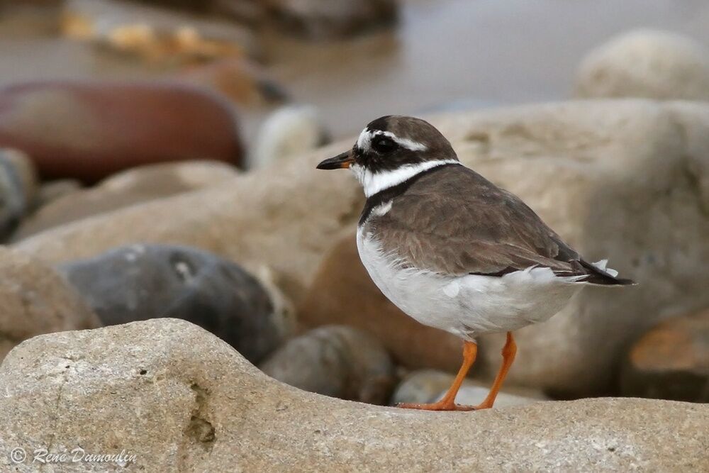 Common Ringed Ploveradult breeding, identification