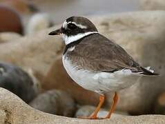 Common Ringed Plover