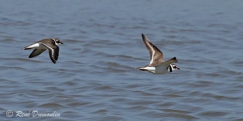 Common Ringed Plover, Flight