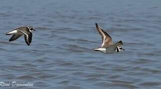 Common Ringed Plover