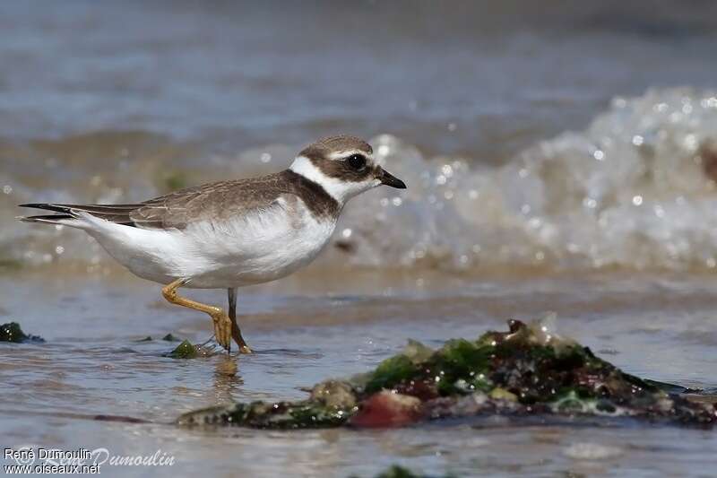 Common Ringed PloverFirst year, identification