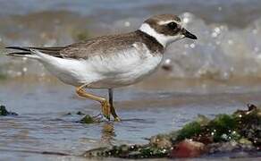 Common Ringed Plover