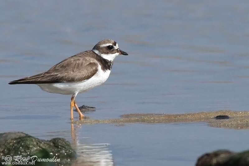 Common Ringed Ploveradult post breeding, identification