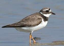 Common Ringed Plover