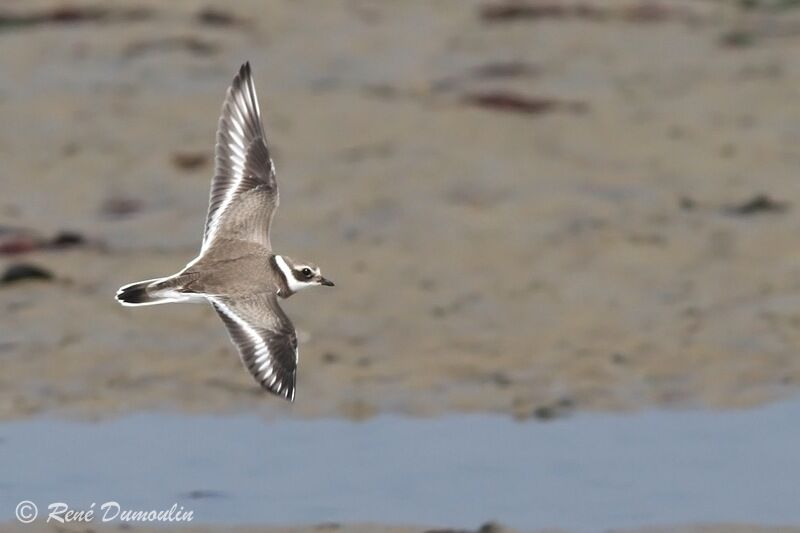 Common Ringed Ploverjuvenile, Flight