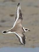 Common Ringed Plover