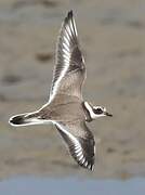 Common Ringed Plover