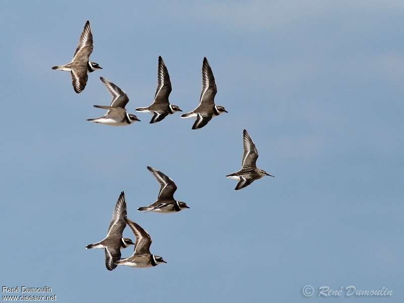 Common Ringed Plover, Flight