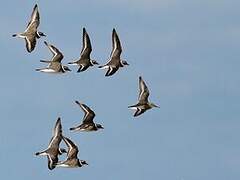 Common Ringed Plover