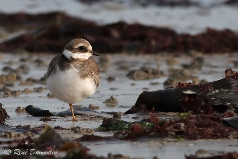 Common Ringed Ploverjuvenile, identification