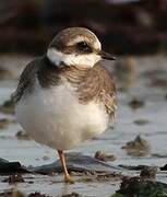 Common Ringed Plover