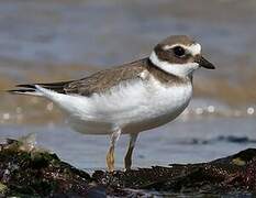 Common Ringed Plover