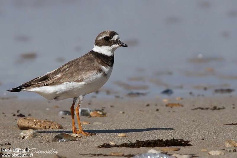 Common Ringed Ploveradult transition, identification