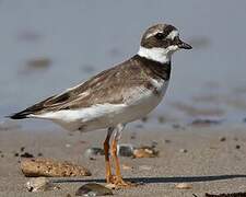 Common Ringed Plover