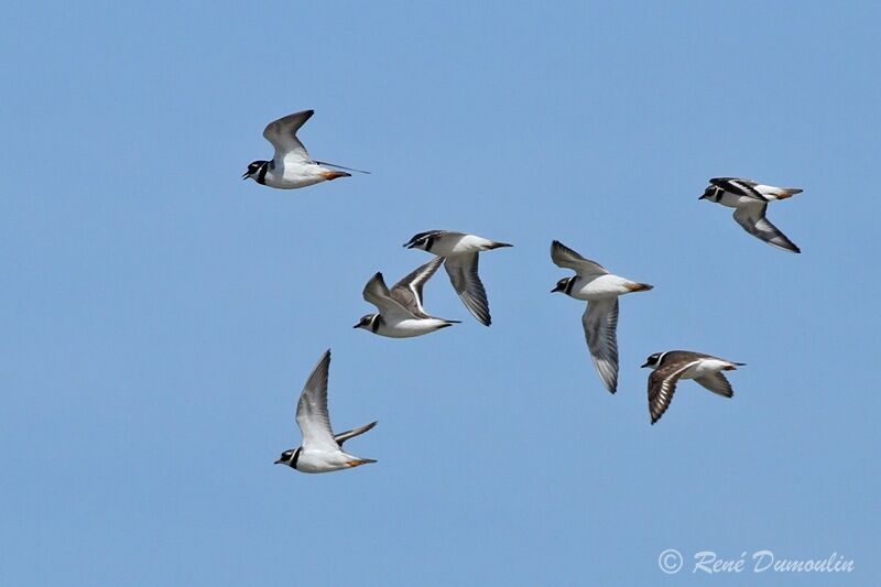 Common Ringed Plover, Flight