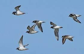 Common Ringed Plover