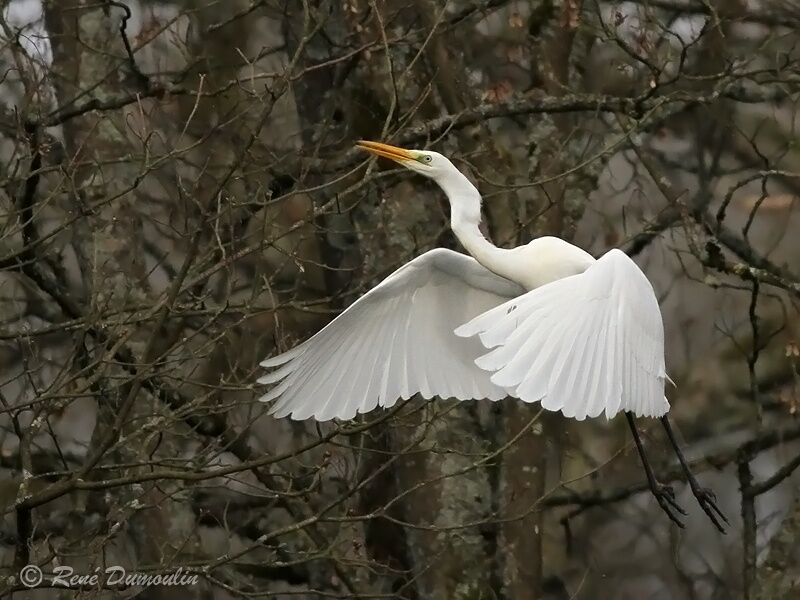 Grande Aigrette, Vol