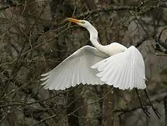 Grande Aigrette