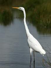 Grande Aigrette