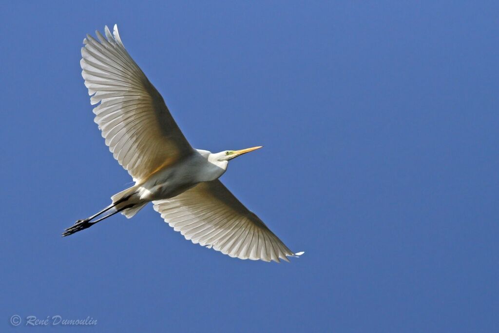 Great Egretadult, Flight