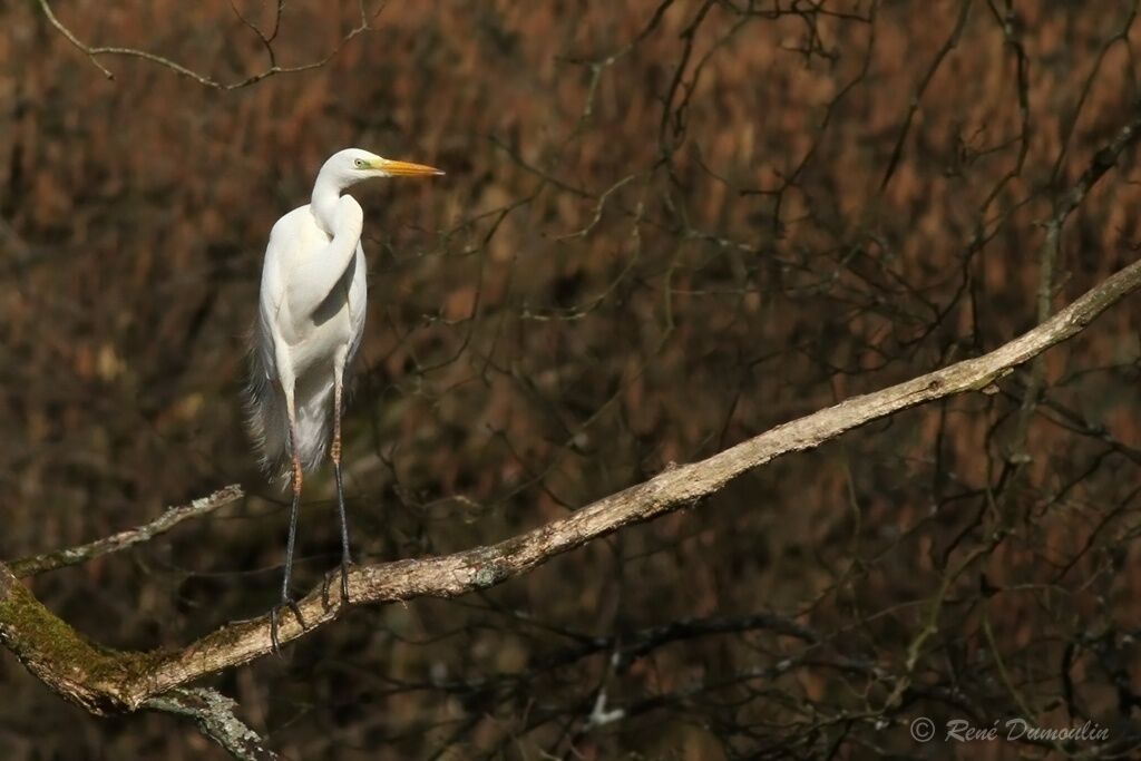 Great Egretadult transition, identification