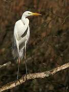 Grande Aigrette