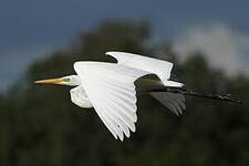 Grande Aigrette