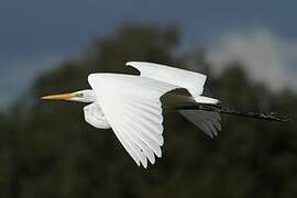 Great Egret