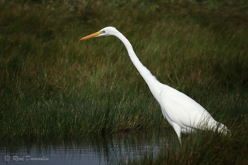 Great Egretadult post breeding, identification