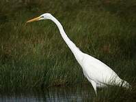 Grande Aigrette