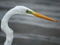 Grande Aigrette