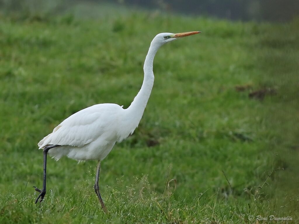 Great Egretadult post breeding, identification