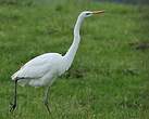 Grande Aigrette