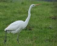 Grande Aigrette