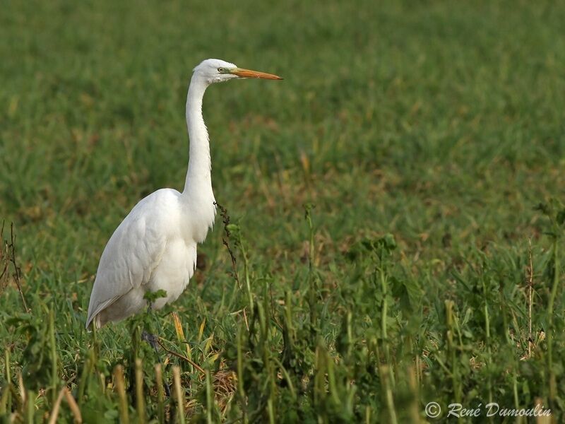 Great Egret, identification