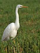 Grande Aigrette