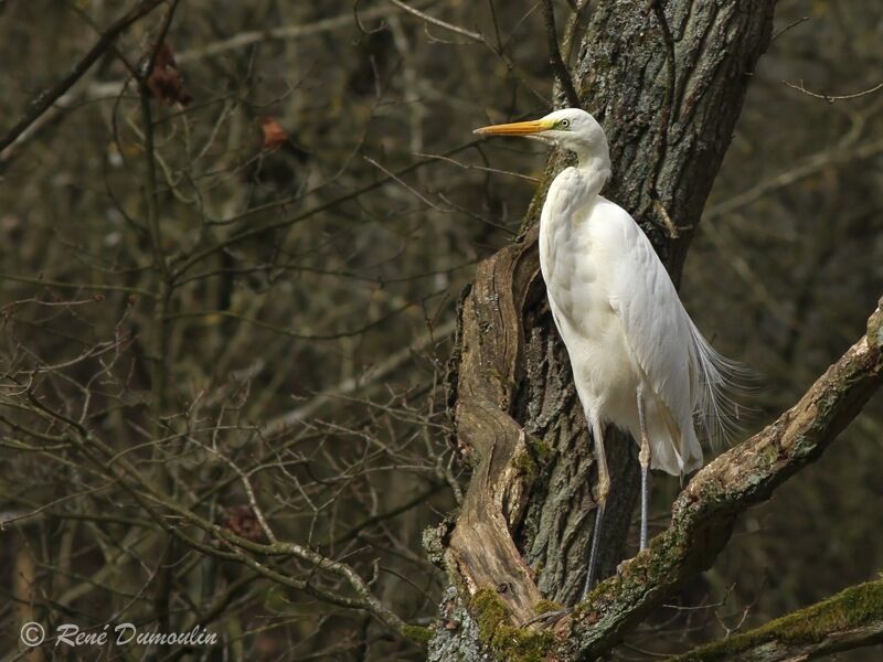 Great Egretadult post breeding, identification