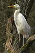 Grande Aigrette