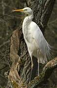 Great Egret