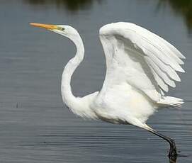 Grande Aigrette