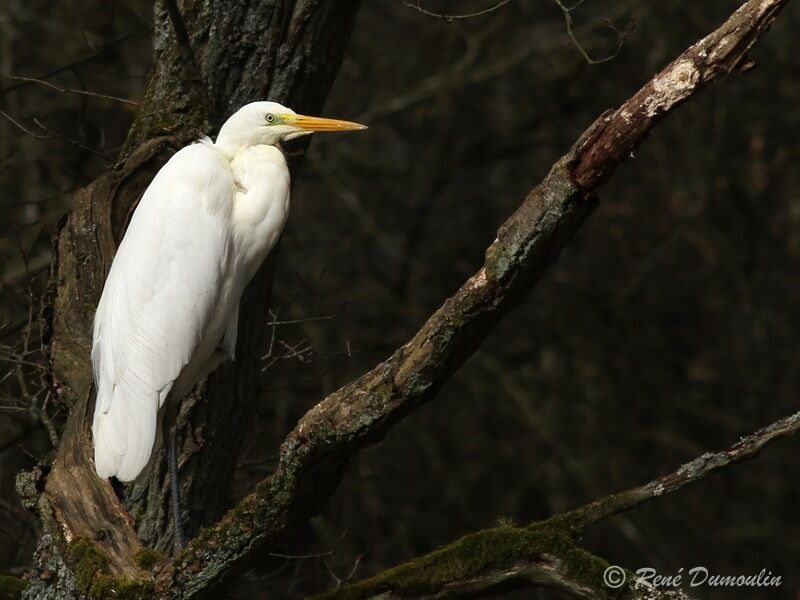 Great Egretadult post breeding, identification