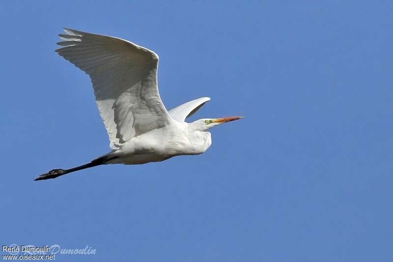 Great Egret, pigmentation, Flight