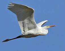 Grande Aigrette