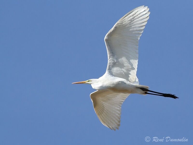 Great Egret, Flight