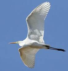 Grande Aigrette