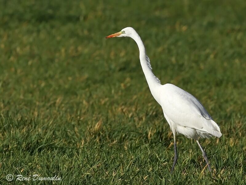 Great Egret, identification